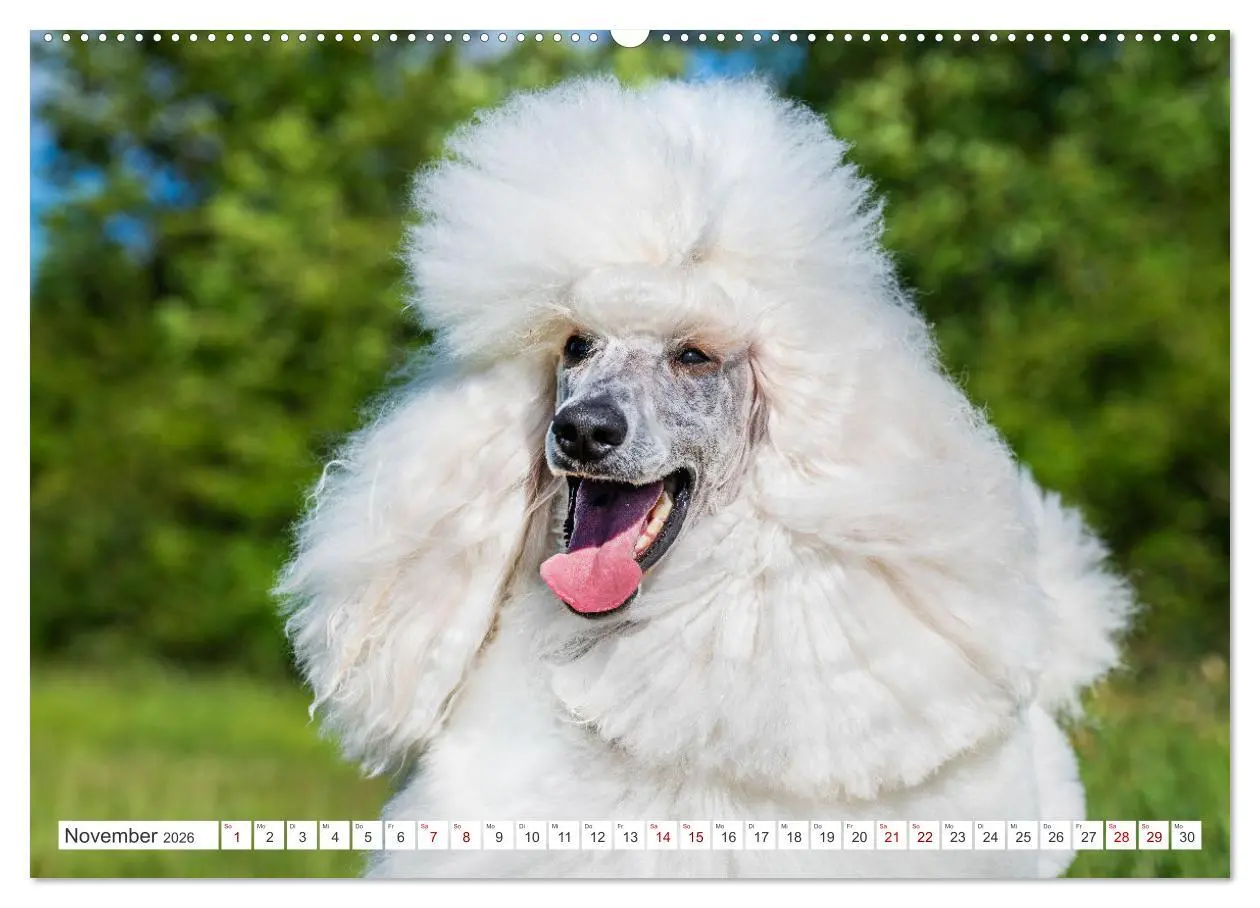 Bild: 9783457390030 | Pudel - Glück auf vier Pfoten (hochwertiger Premium Wandkalender...