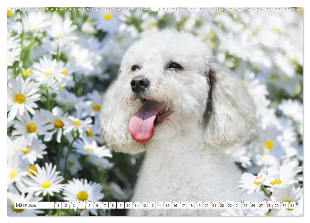 Bild: 9783457390030 | Pudel - Glück auf vier Pfoten (hochwertiger Premium Wandkalender...