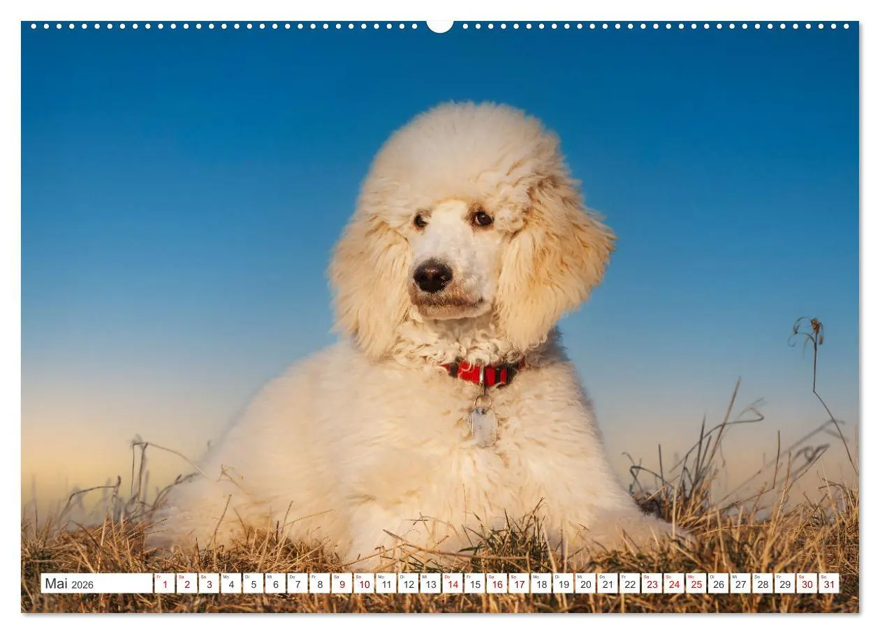 Bild: 9783457390030 | Pudel - Glück auf vier Pfoten (hochwertiger Premium Wandkalender...