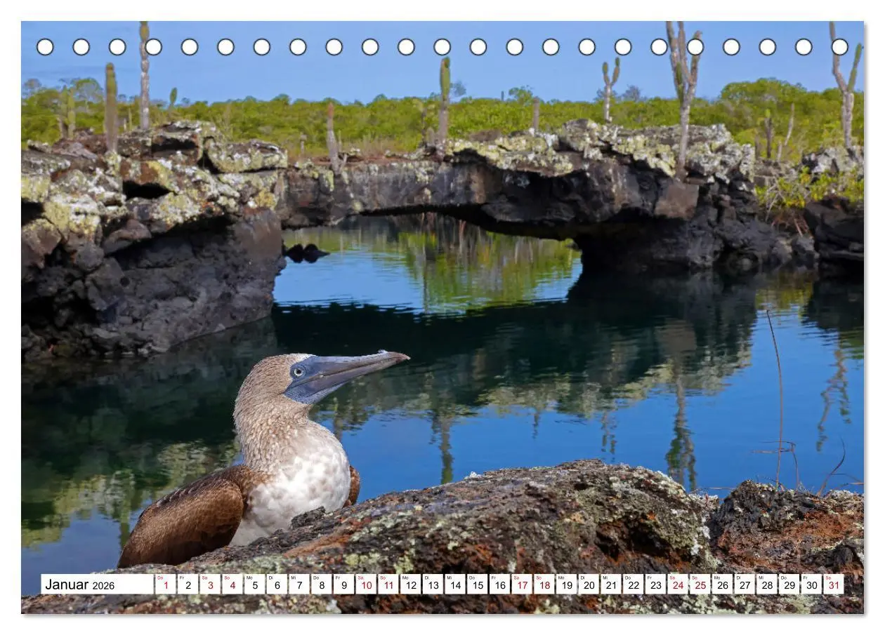 Bild: 9783457530030 | Galápagos - Die verwunschenen Inseln (Tischkalender 2026 DIN A5...