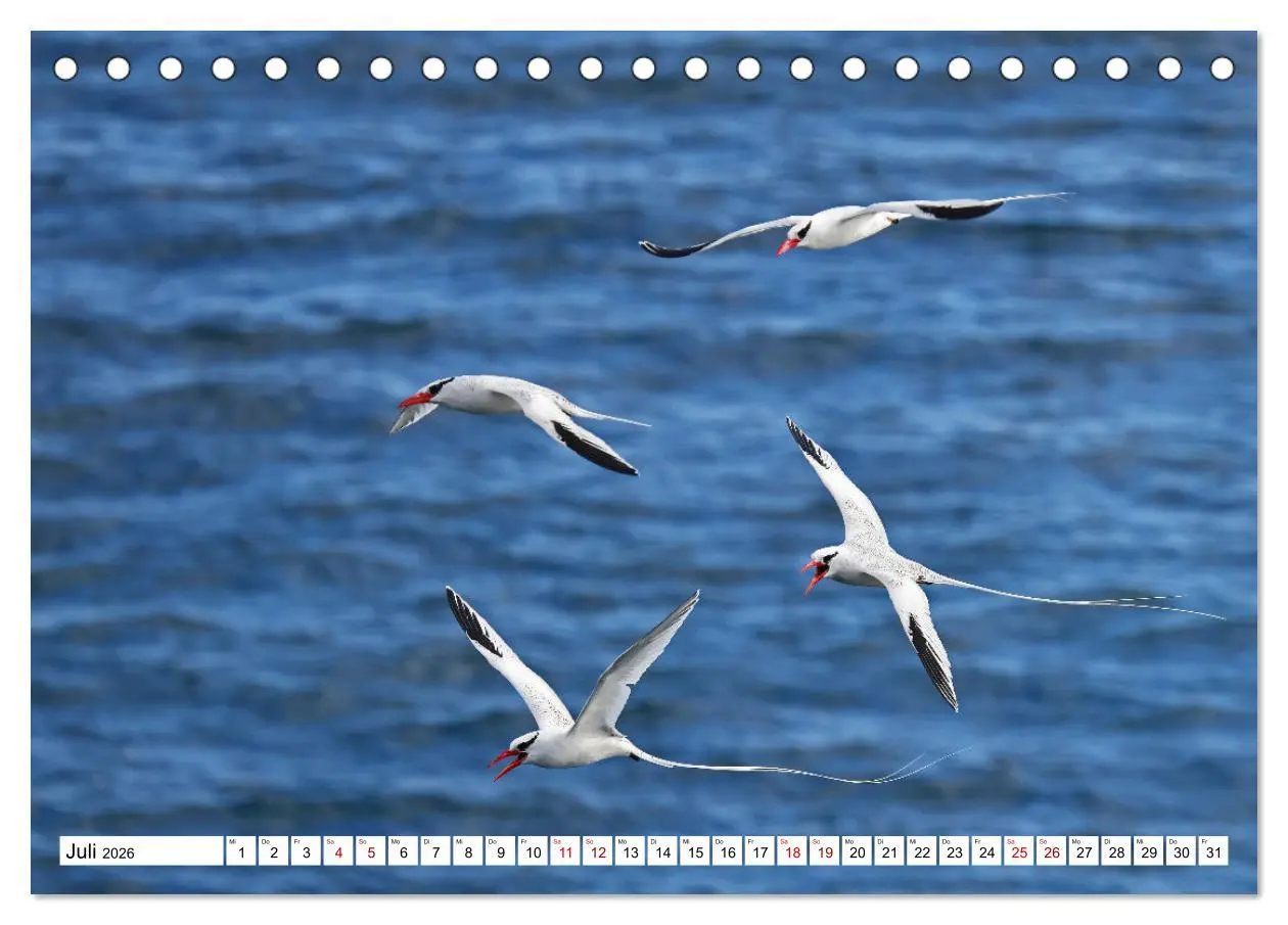 Bild: 9783457530030 | Galápagos - Die verwunschenen Inseln (Tischkalender 2026 DIN A5...