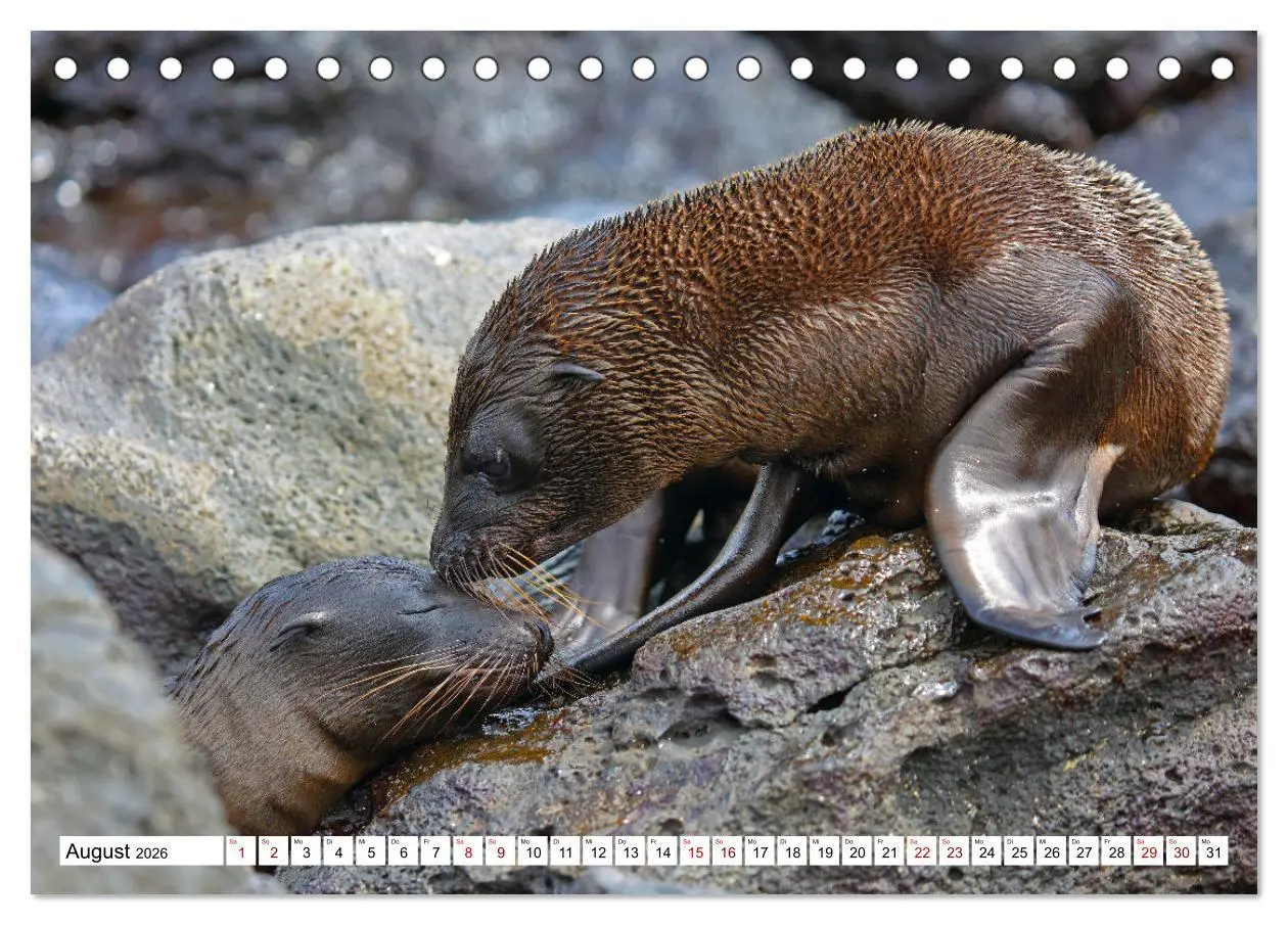Bild: 9783457530030 | Galápagos - Die verwunschenen Inseln (Tischkalender 2026 DIN A5...