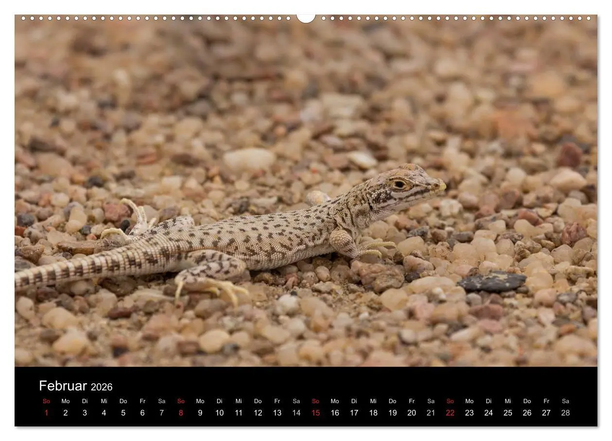 Bild: 9783516170030 | Wunderschönes Namibia (hochwertiger Premium Wandkalender 2026 DIN...