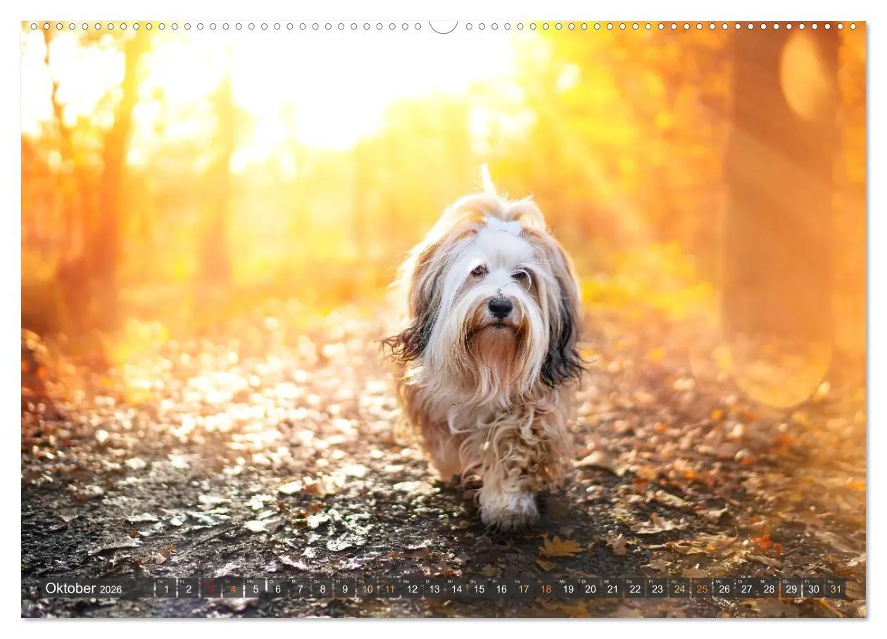 Bild: 9783457380130 | bunte Tierfotografie an Land und im Wasser (Wandkalender 2026 DIN...