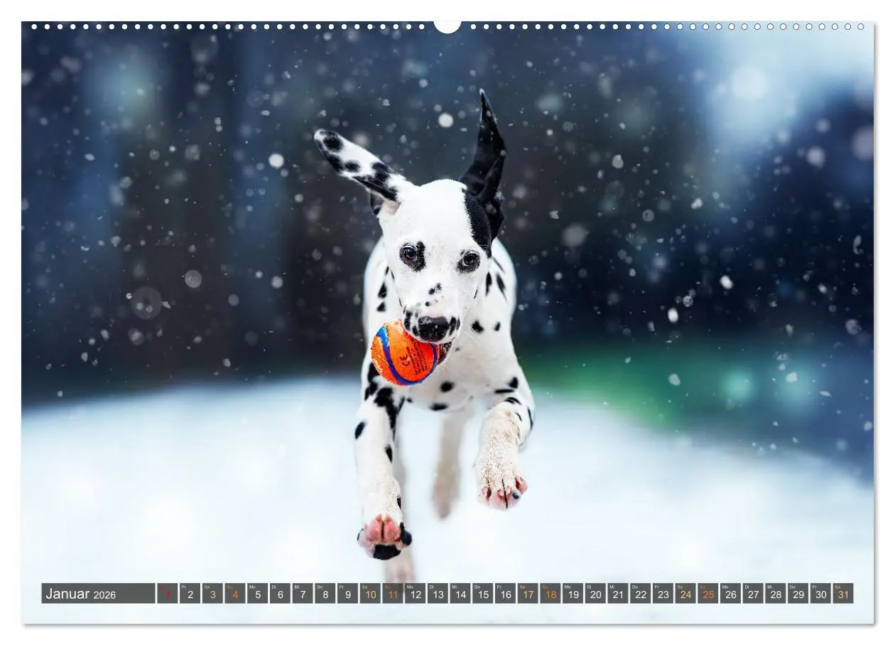Bild: 9783457380130 | bunte Tierfotografie an Land und im Wasser (Wandkalender 2026 DIN...