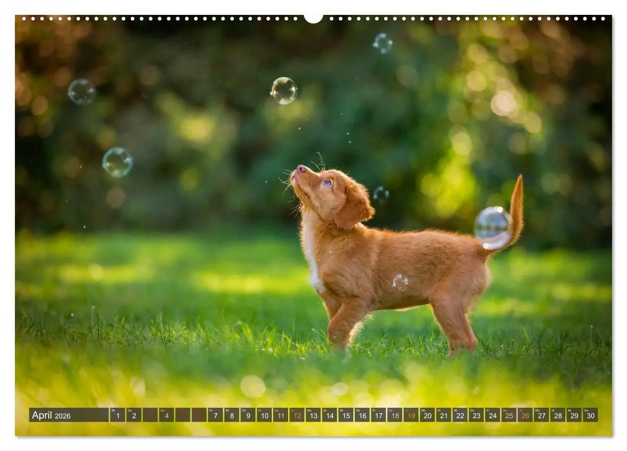 Bild: 9783457380130 | bunte Tierfotografie an Land und im Wasser (Wandkalender 2026 DIN...