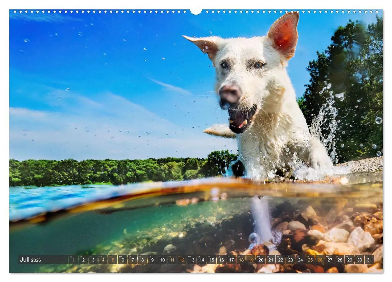 Bild: 9783457380130 | bunte Tierfotografie an Land und im Wasser (Wandkalender 2026 DIN...