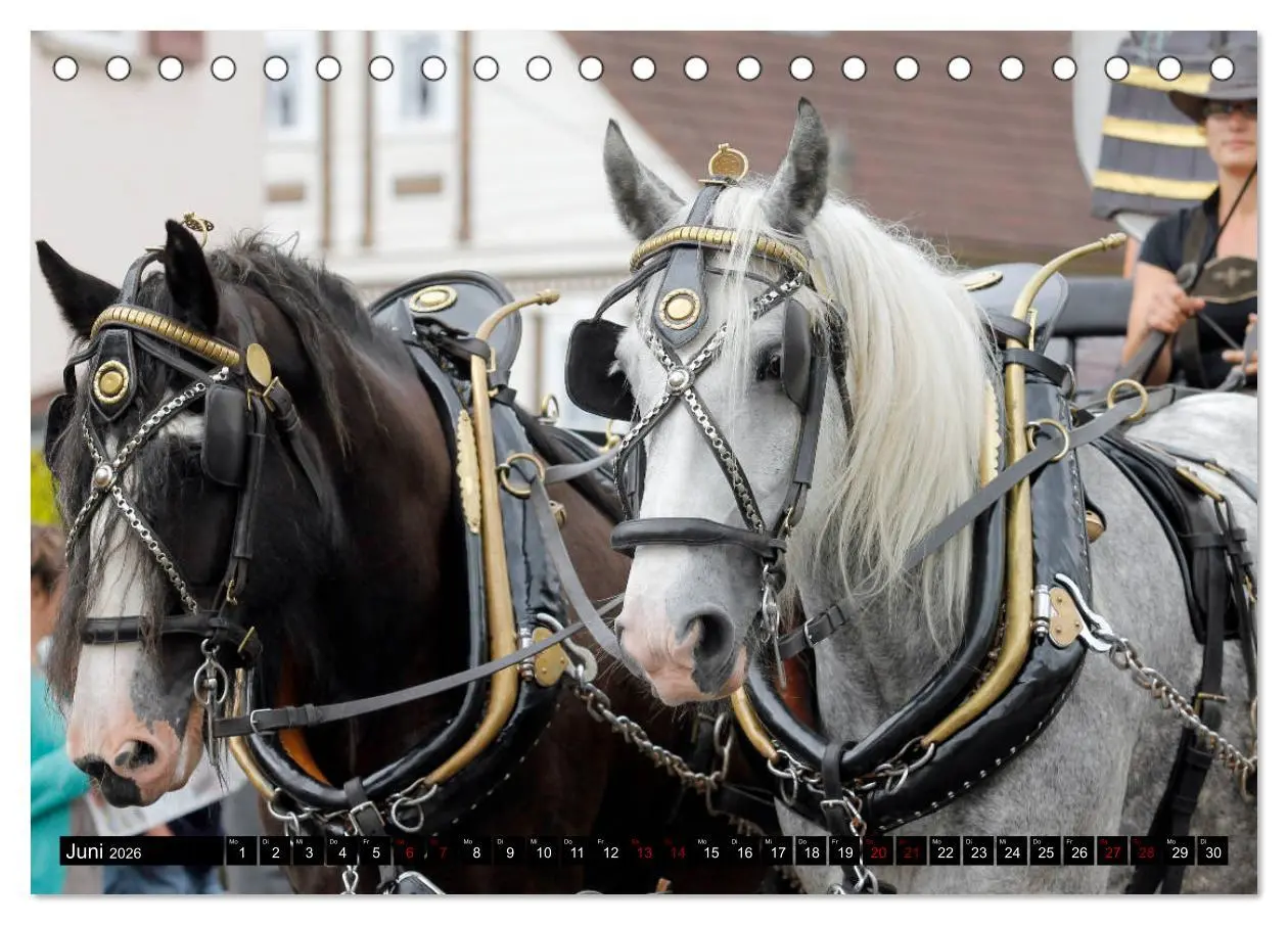 Bild: 9783457750230 | Schwere Pferde 2026 (Tischkalender 2026 DIN A5 quer), CALVENDO...