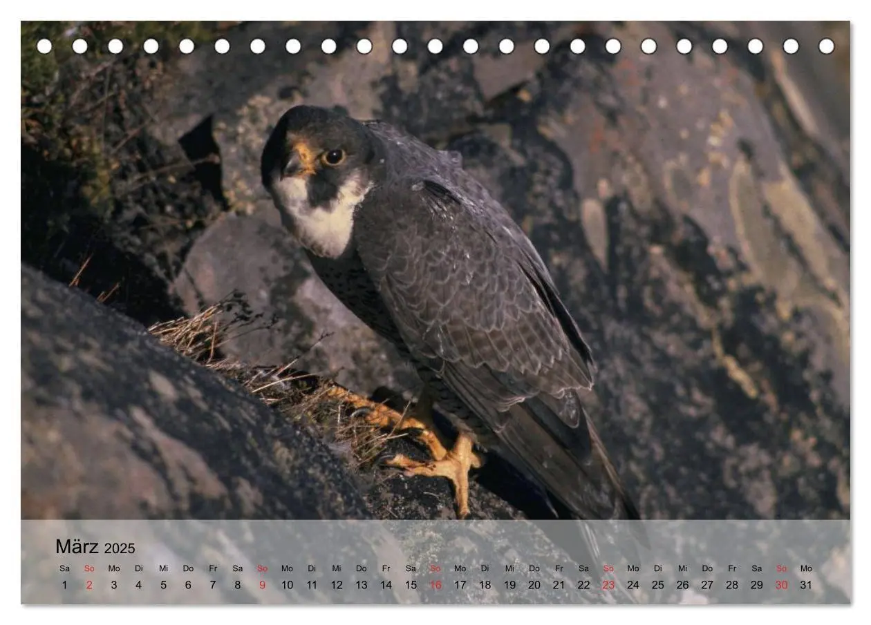Bild: 9783435650330 | Falken und Greifvögel. Edle Jäger (Tischkalender 2025 DIN A5 quer),...