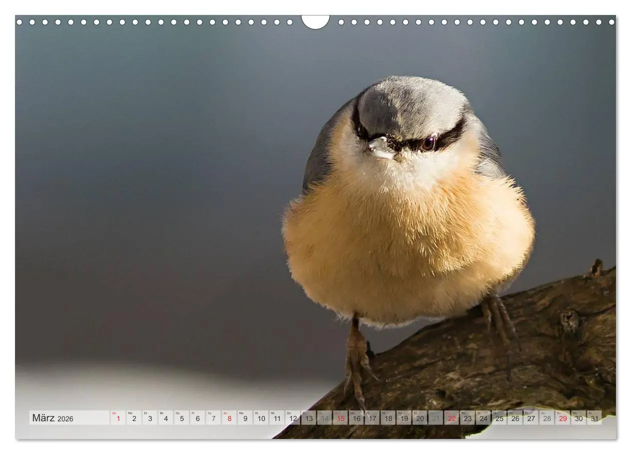 Bild: 9783516070330 | NATUR PUR Heimische Singvögel (Wandkalender 2026 DIN A3 quer),...