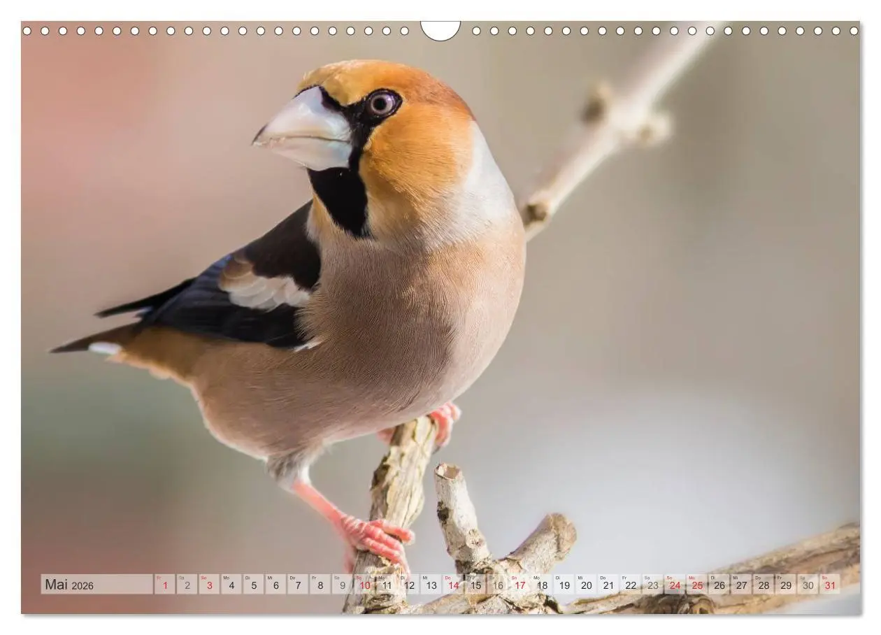 Bild: 9783516070330 | NATUR PUR Heimische Singvögel (Wandkalender 2026 DIN A3 quer),...