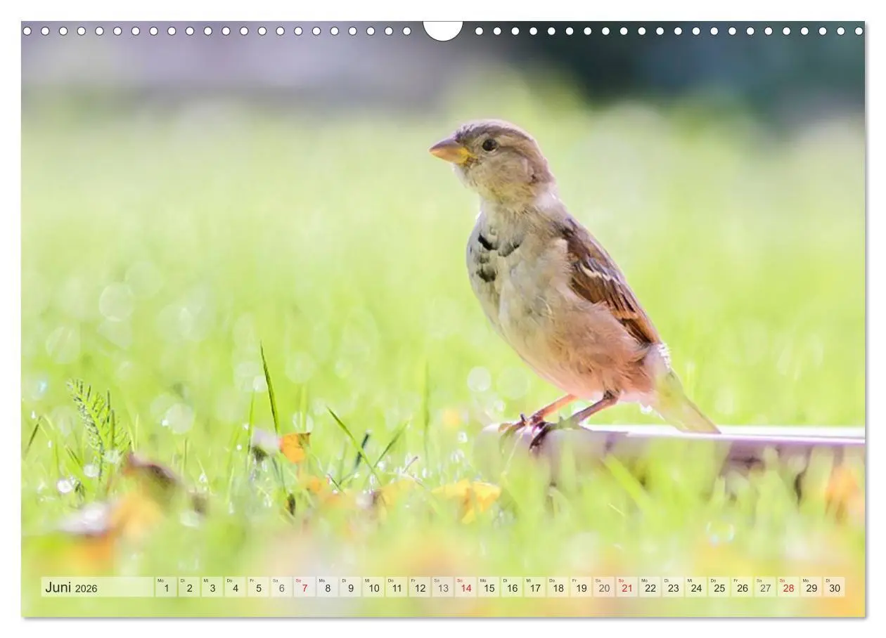 Bild: 9783516070330 | NATUR PUR Heimische Singvögel (Wandkalender 2026 DIN A3 quer),...