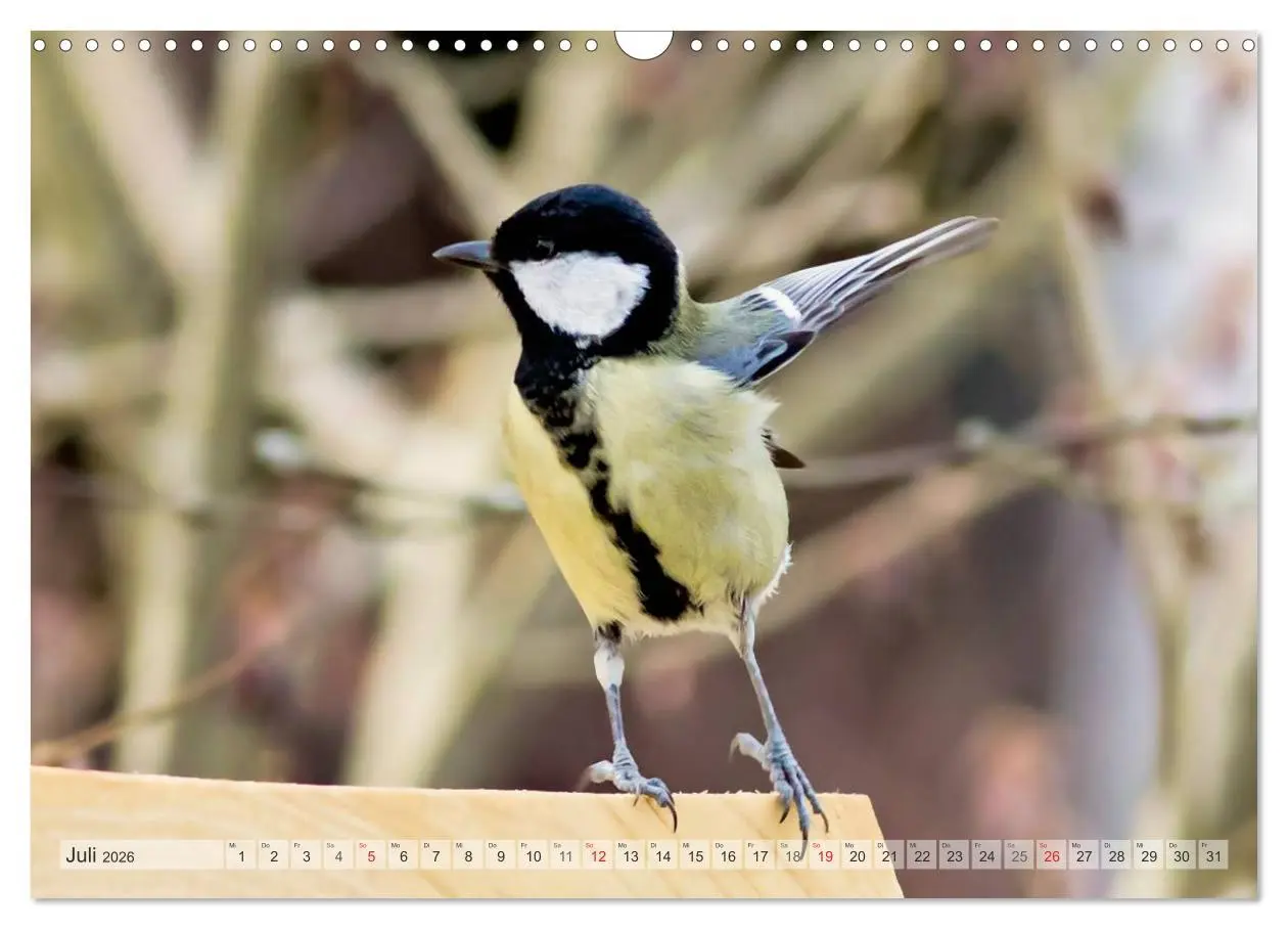 Bild: 9783516070330 | NATUR PUR Heimische Singvögel (Wandkalender 2026 DIN A3 quer),...