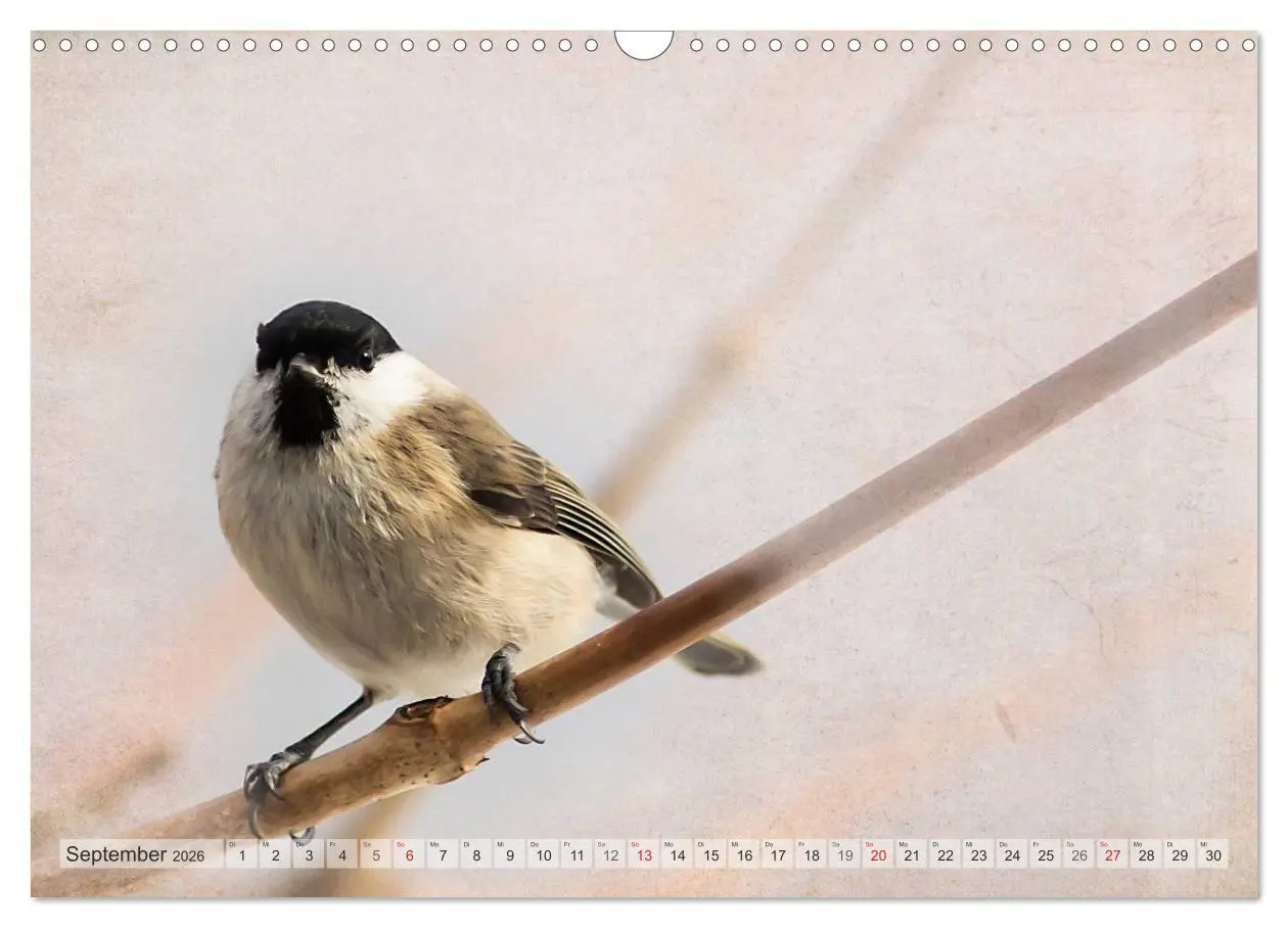 Bild: 9783516070330 | NATUR PUR Heimische Singvögel (Wandkalender 2026 DIN A3 quer),...