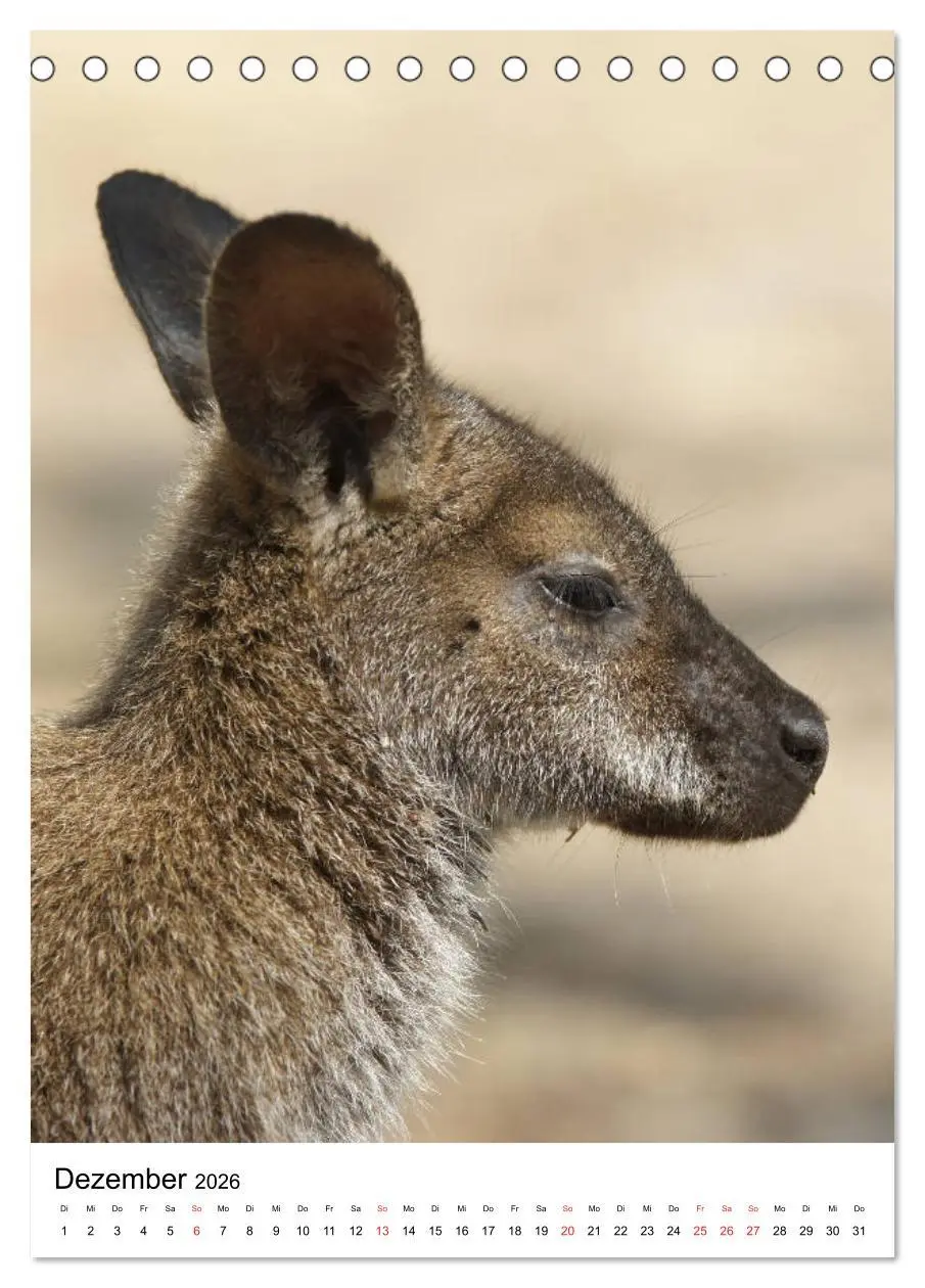 Bild: 9783516380330 | Australien - Hilfe für die einzigartige Tierwelt (Tischkalender...