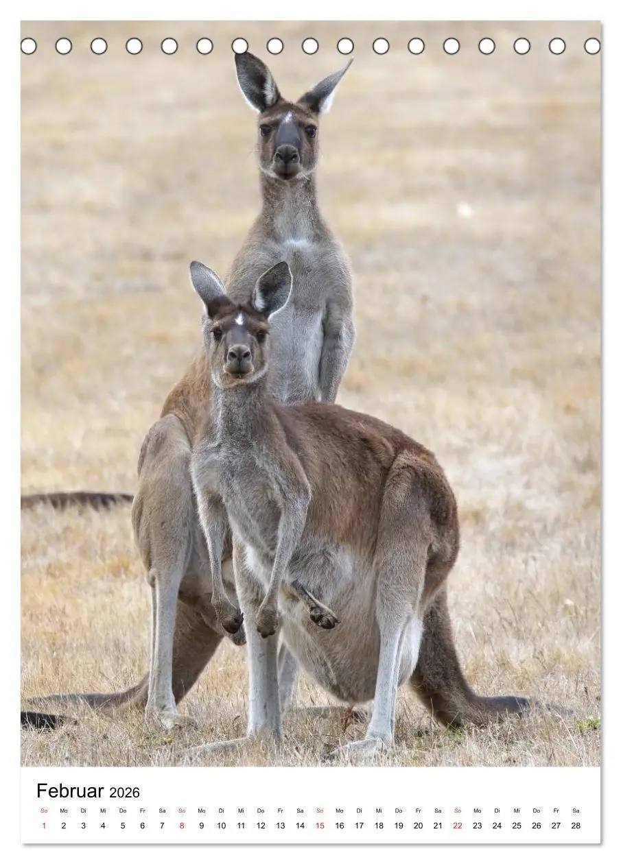 Bild: 9783516380330 | Australien - Hilfe für die einzigartige Tierwelt (Tischkalender...