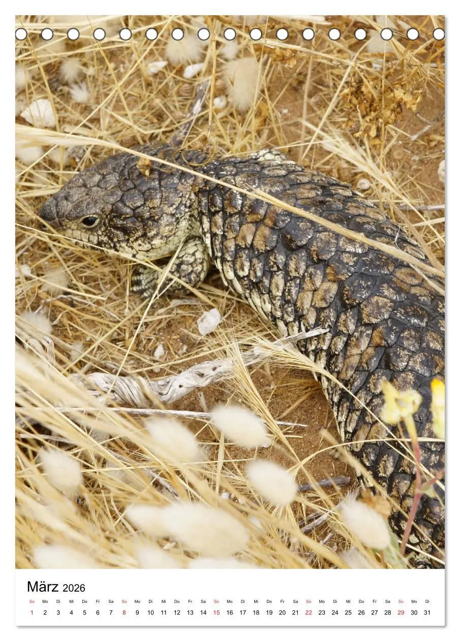 Bild: 9783516380330 | Australien - Hilfe für die einzigartige Tierwelt (Tischkalender...