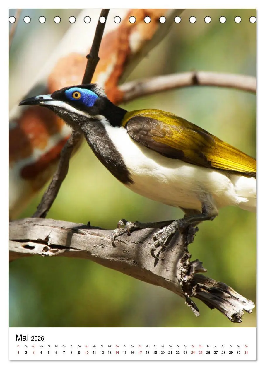 Bild: 9783516380330 | Australien - Hilfe für die einzigartige Tierwelt (Tischkalender...