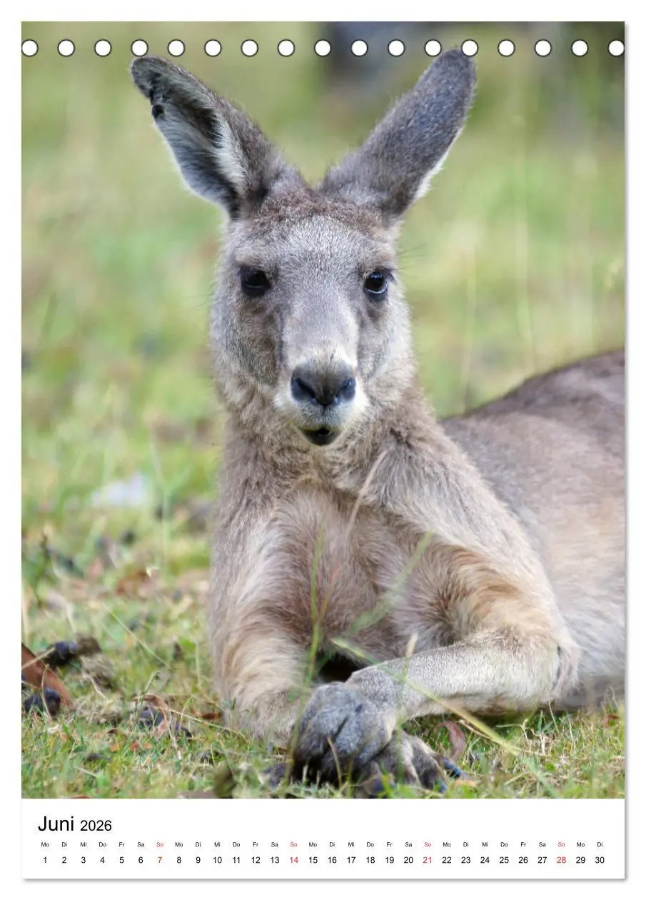 Bild: 9783516380330 | Australien - Hilfe für die einzigartige Tierwelt (Tischkalender...