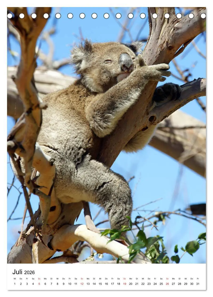 Bild: 9783516380330 | Australien - Hilfe für die einzigartige Tierwelt (Tischkalender...