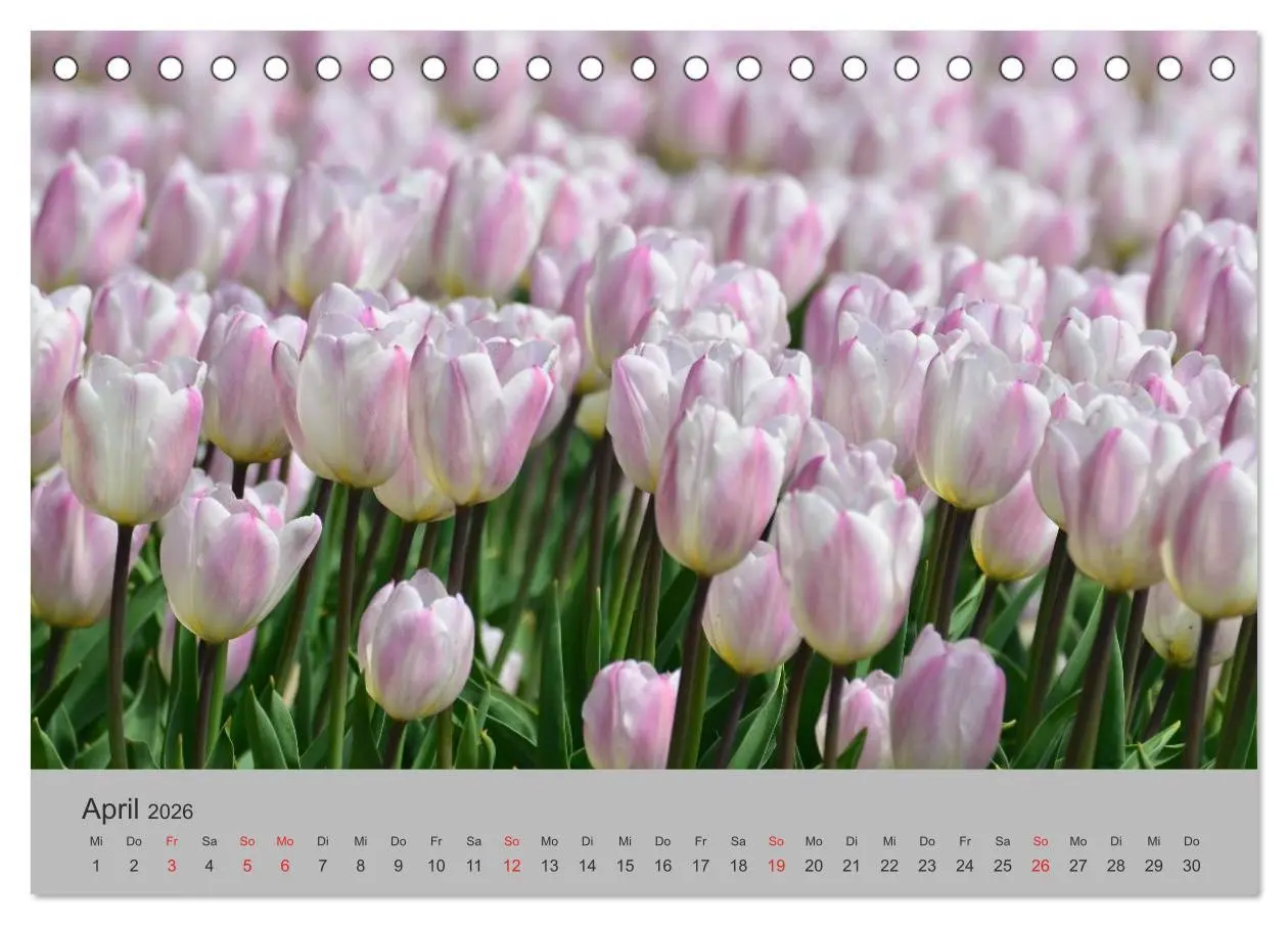Bild: 9783457970430 | Impressionen von Texel (Tischkalender 2026 DIN A5 quer), CALVENDO...
