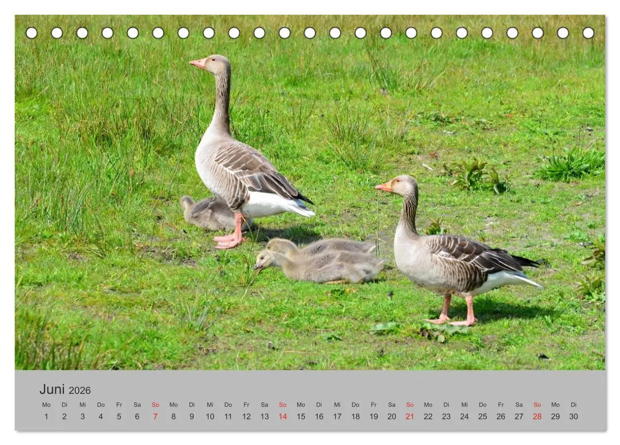Bild: 9783457970430 | Impressionen von Texel (Tischkalender 2026 DIN A5 quer), CALVENDO...