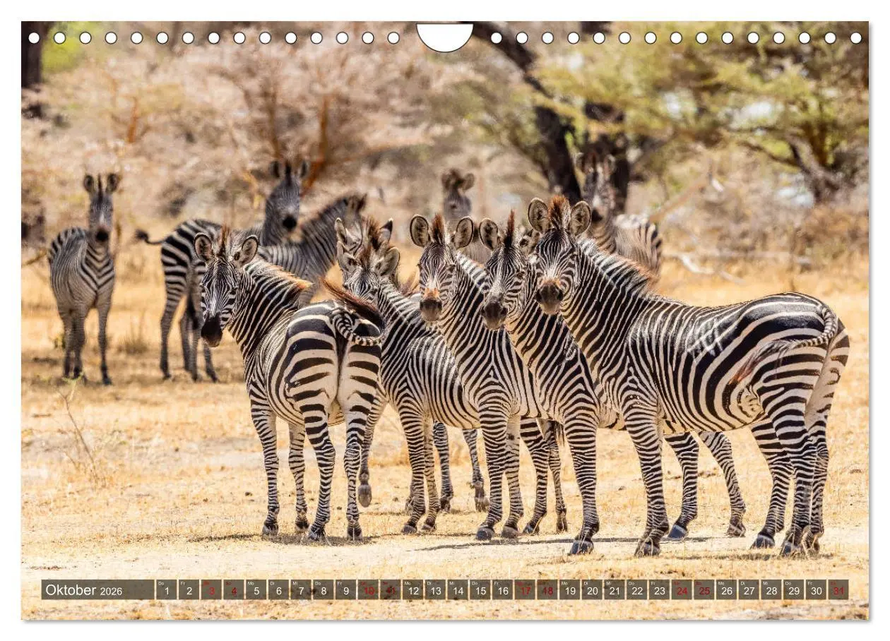 Bild: 9783457890530 | Safari in Tansania (Wandkalender 2026 DIN A4 quer), CALVENDO...