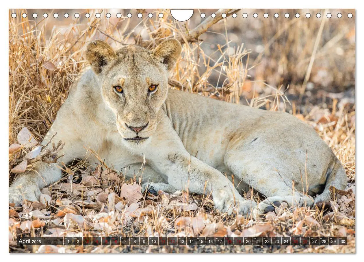 Bild: 9783457890530 | Safari in Tansania (Wandkalender 2026 DIN A4 quer), CALVENDO...