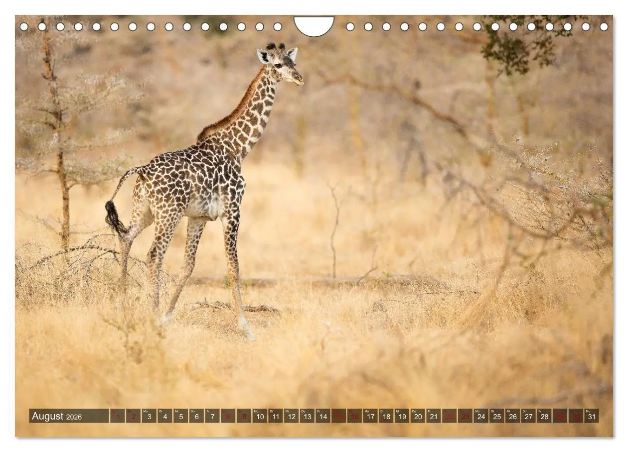 Bild: 9783457890530 | Safari in Tansania (Wandkalender 2026 DIN A4 quer), CALVENDO...