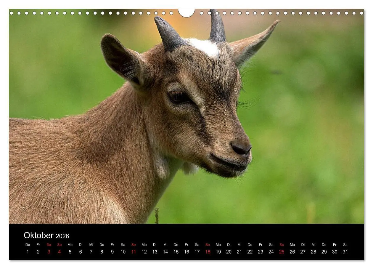 Bild: 9783516190830 | Zwergziegen (Wandkalender 2026 DIN A3 quer), CALVENDO Monatskalender