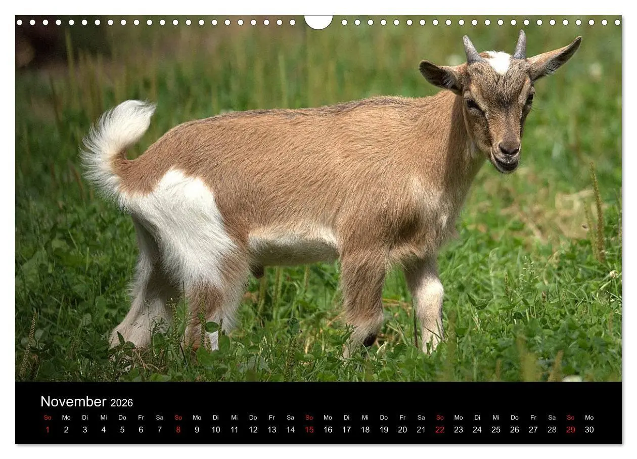 Bild: 9783516190830 | Zwergziegen (Wandkalender 2026 DIN A3 quer), CALVENDO Monatskalender