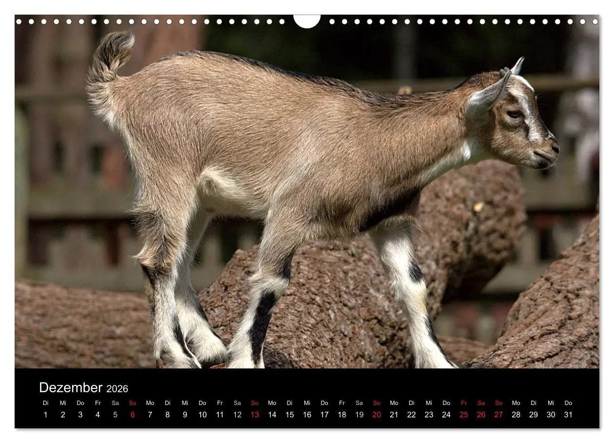 Bild: 9783516190830 | Zwergziegen (Wandkalender 2026 DIN A3 quer), CALVENDO Monatskalender