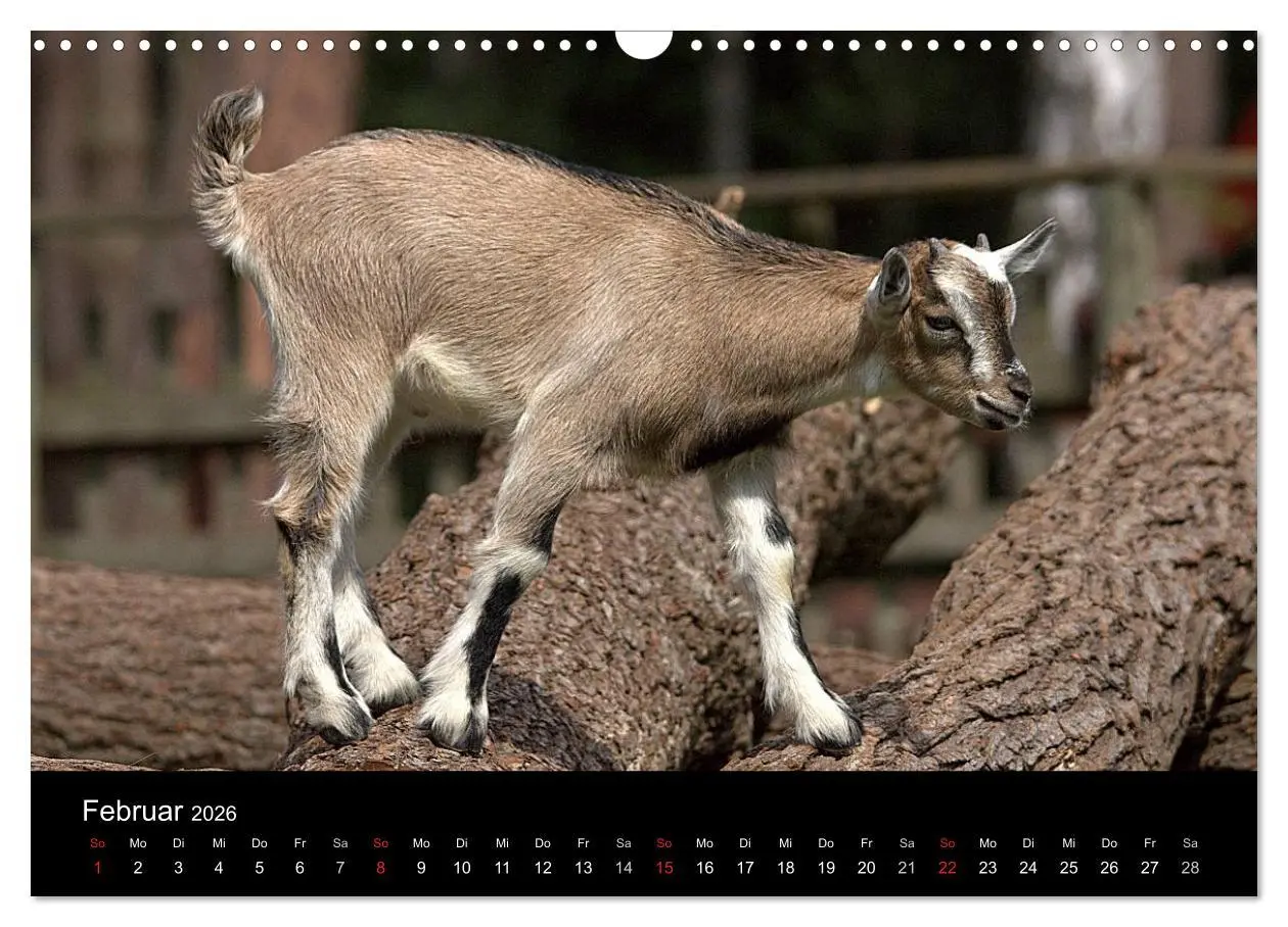 Bild: 9783516190830 | Zwergziegen (Wandkalender 2026 DIN A3 quer), CALVENDO Monatskalender