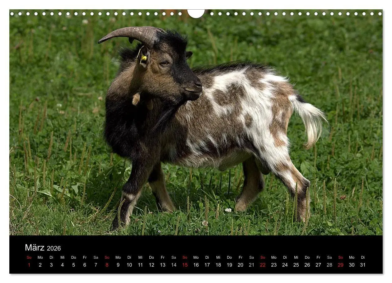 Bild: 9783516190830 | Zwergziegen (Wandkalender 2026 DIN A3 quer), CALVENDO Monatskalender