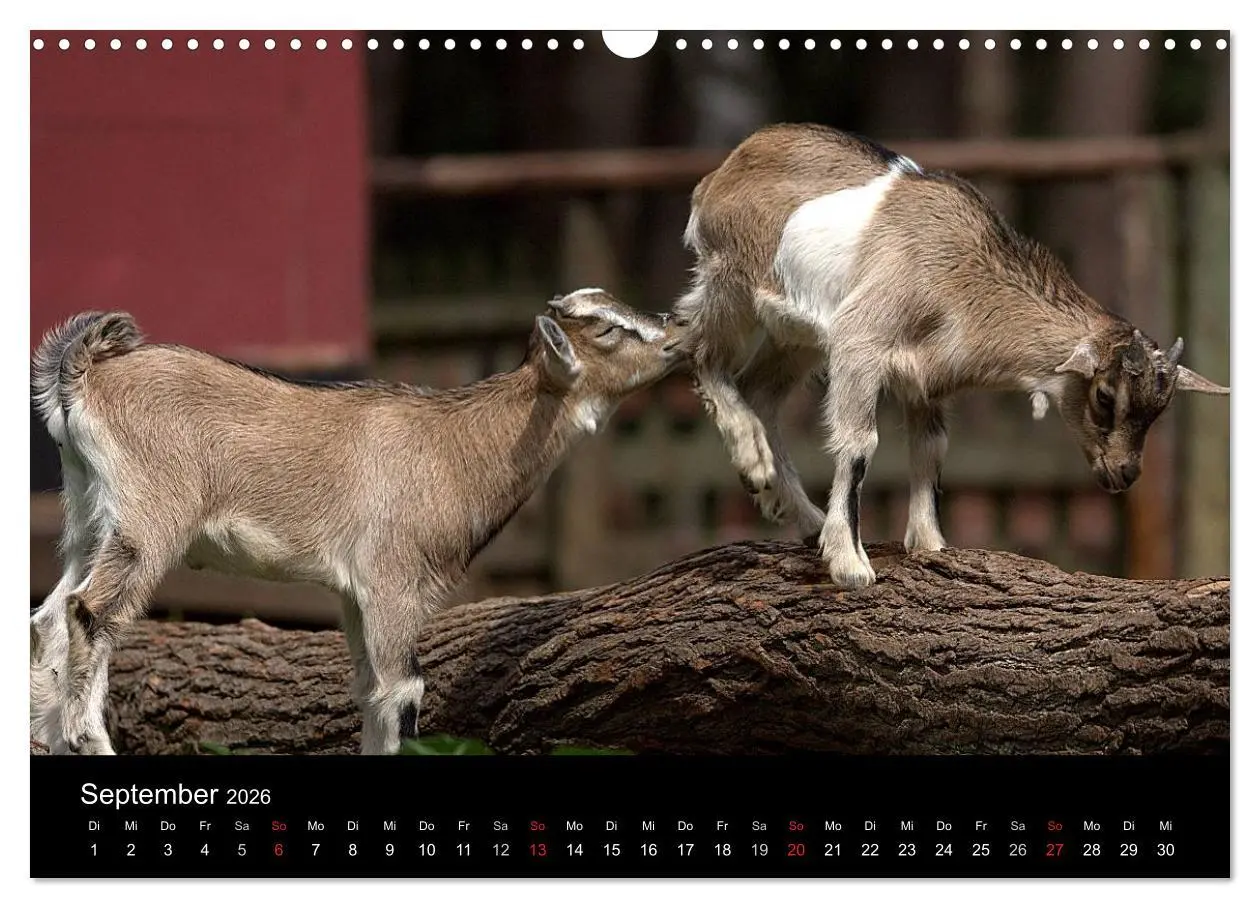 Bild: 9783516190830 | Zwergziegen (Wandkalender 2026 DIN A3 quer), CALVENDO Monatskalender