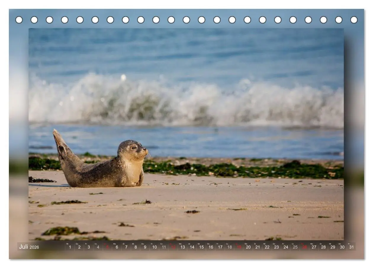 Bild: 9783516211030 | Baltrum - Ein Tag am Strand (Tischkalender 2026 DIN A5 quer),...