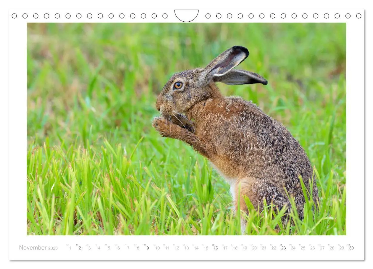 Bild: 9783435191130 | Der Feldhase (Wandkalender 2025 DIN A4 quer), CALVENDO Monatskalender
