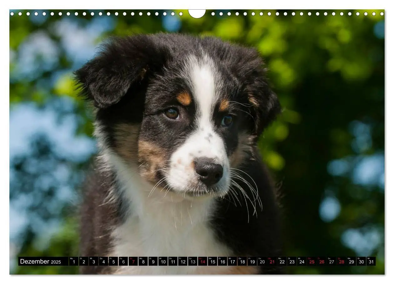 Bild: 9783435571130 | Bekannt wie ein bunter Hund. Australian Shepherd (Wandkalender 2025...