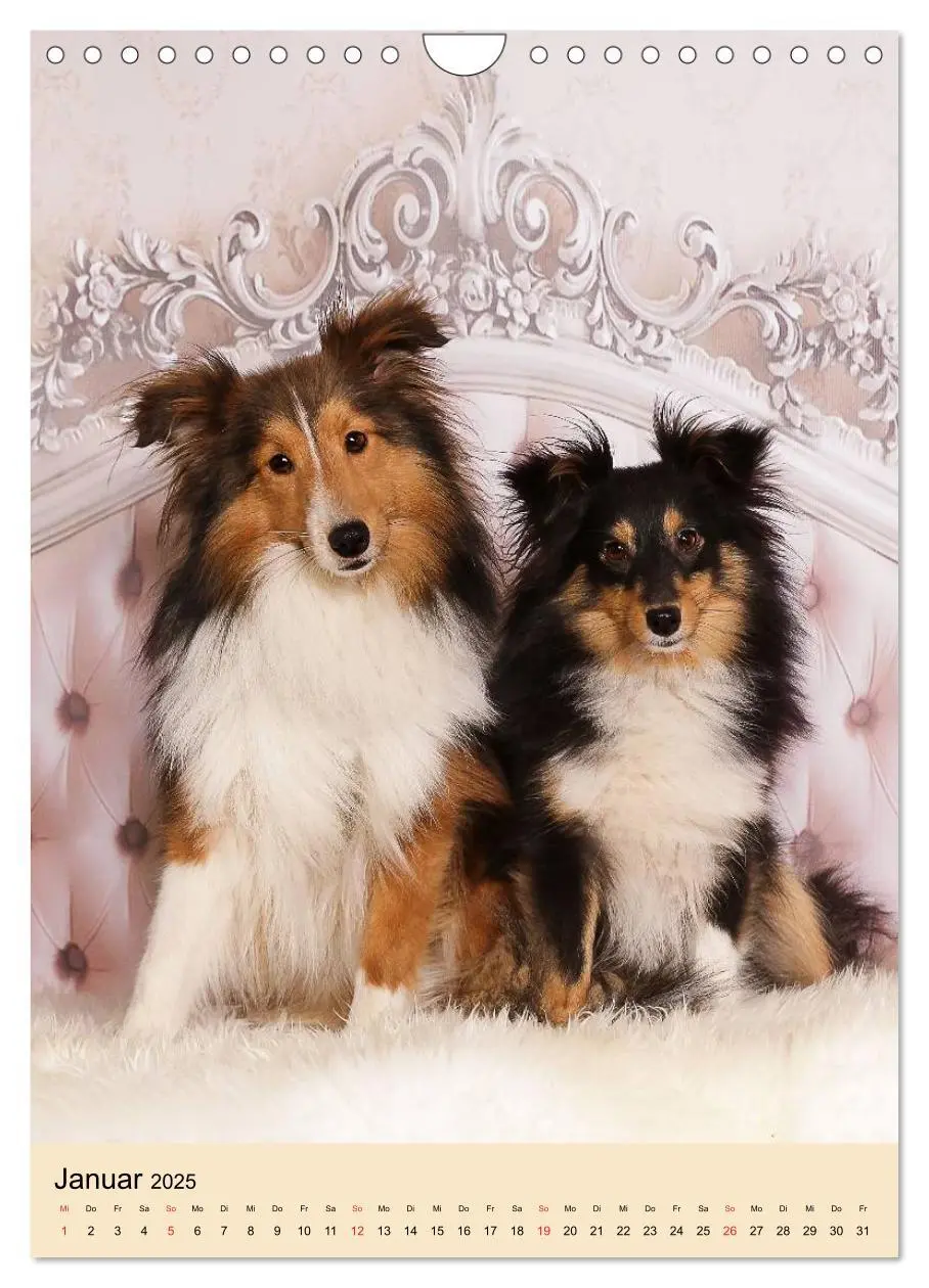 Bild: 9783457041130 | Mit Shelties durchs Jahr (Wandkalender 2025 DIN A4 hoch), CALVENDO...