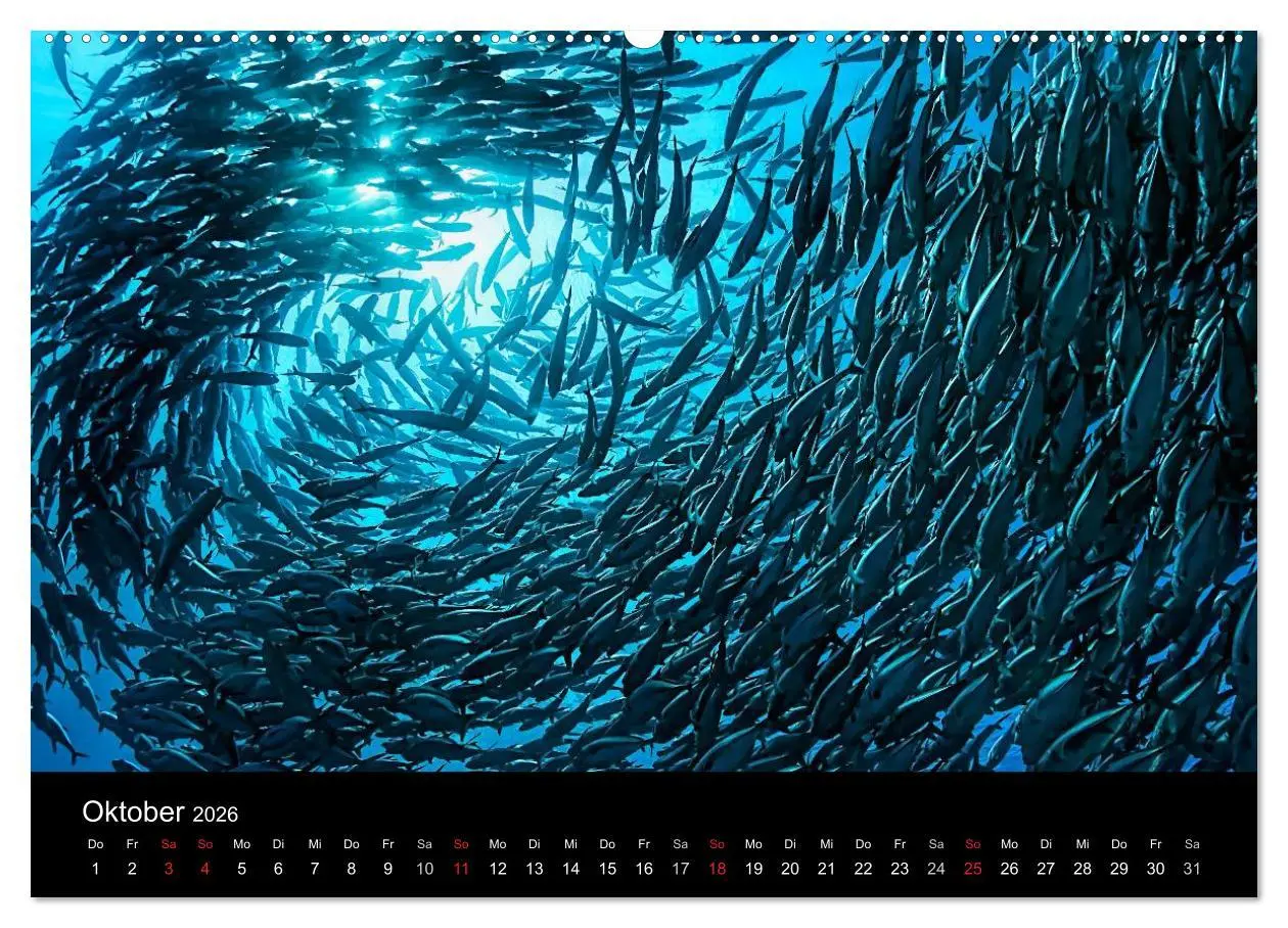 Bild: 9783516061130 | Fischschwärme (Wandkalender 2026 DIN A2 quer), CALVENDO Monatskalender
