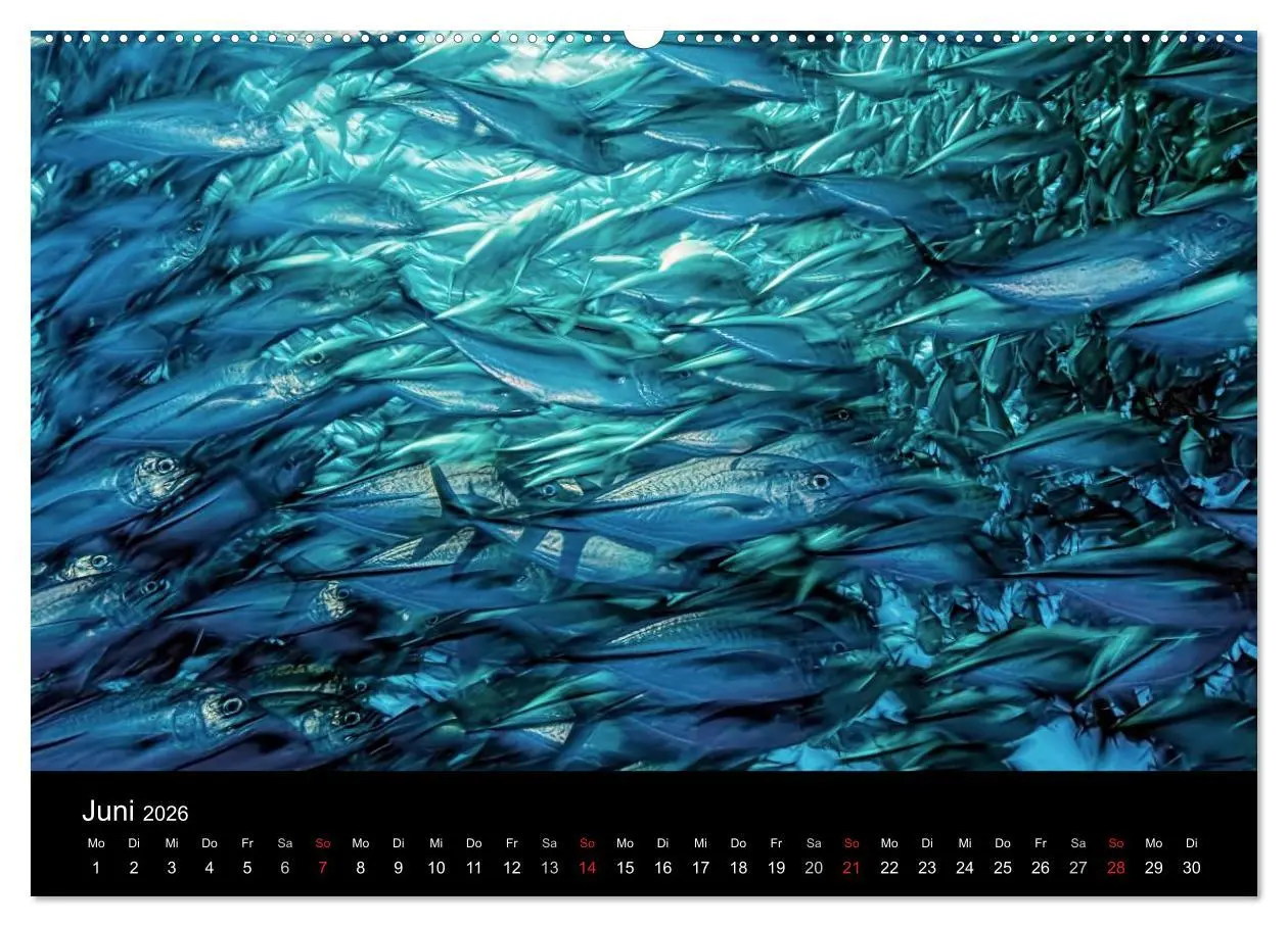 Bild: 9783516061130 | Fischschwärme (Wandkalender 2026 DIN A2 quer), CALVENDO Monatskalender