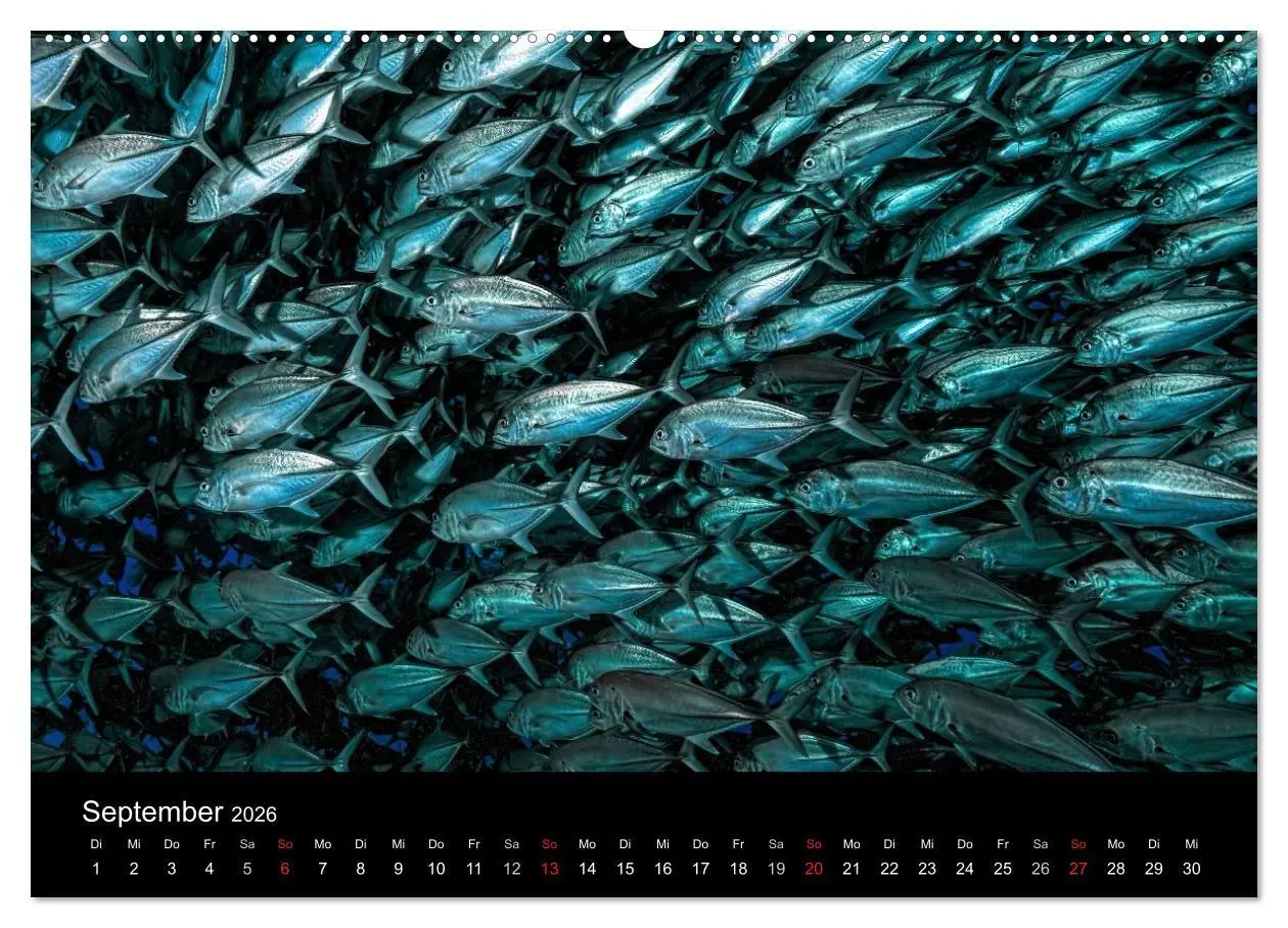 Bild: 9783516061130 | Fischschwärme (Wandkalender 2026 DIN A2 quer), CALVENDO Monatskalender