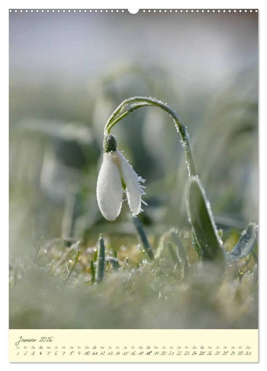 Bild: 9783516371130 | Blütenzauber im Garten (hochwertiger Premium Wandkalender 2026 DIN...