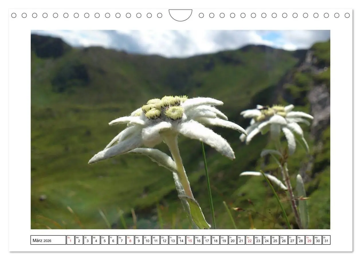 Bild: 9783516051230 | Alpenblumen. Bunte Welt in luftiger Höhe (Wandkalender 2026 DIN A4...