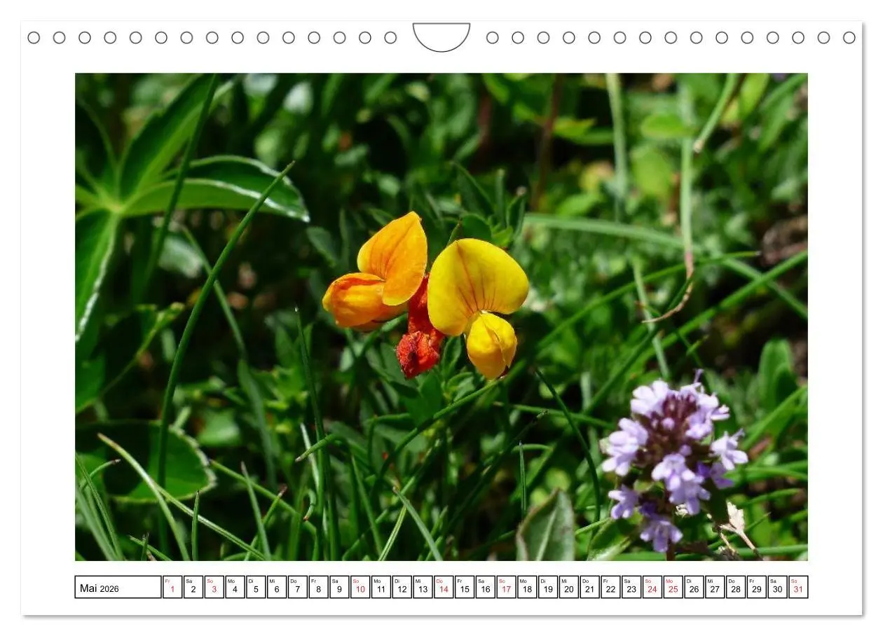 Bild: 9783516051230 | Alpenblumen. Bunte Welt in luftiger Höhe (Wandkalender 2026 DIN A4...
