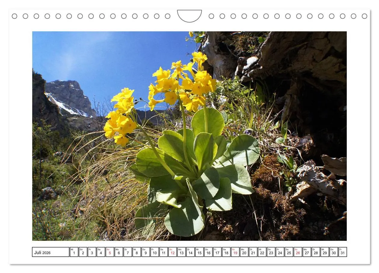 Bild: 9783516051230 | Alpenblumen. Bunte Welt in luftiger Höhe (Wandkalender 2026 DIN A4...