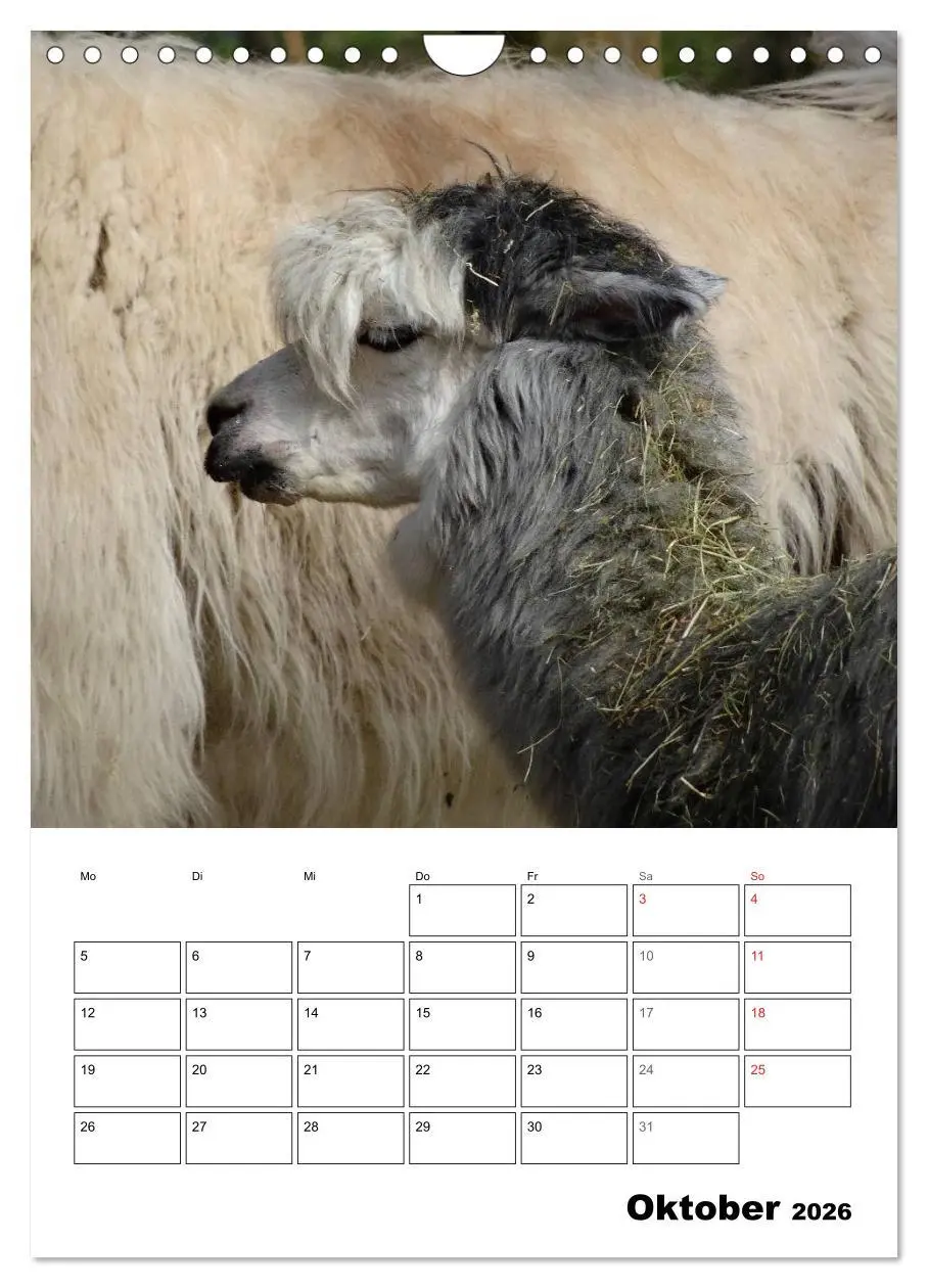 Bild: 9783516431230 | Alpaka und Lama Terminplaner (Wandkalender 2026 DIN A4 hoch),...