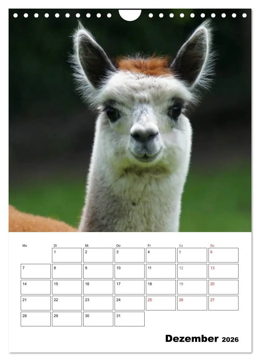 Bild: 9783516431230 | Alpaka und Lama Terminplaner (Wandkalender 2026 DIN A4 hoch),...