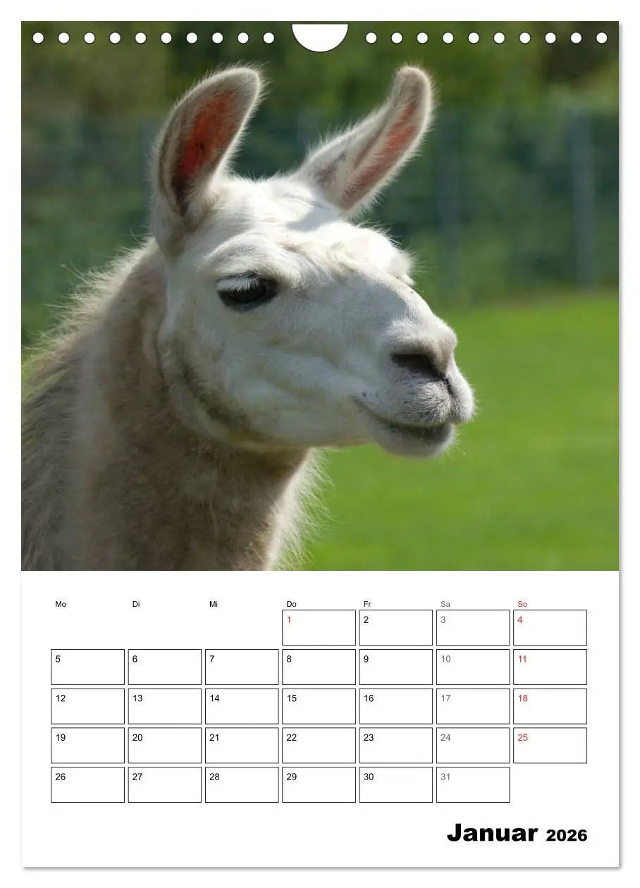 Bild: 9783516431230 | Alpaka und Lama Terminplaner (Wandkalender 2026 DIN A4 hoch),...