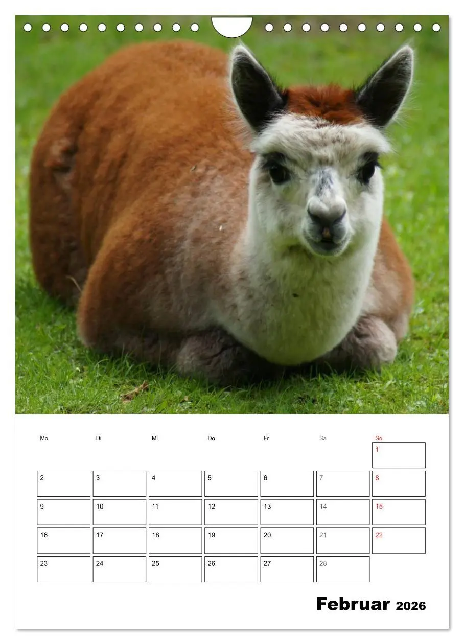 Bild: 9783516431230 | Alpaka und Lama Terminplaner (Wandkalender 2026 DIN A4 hoch),...